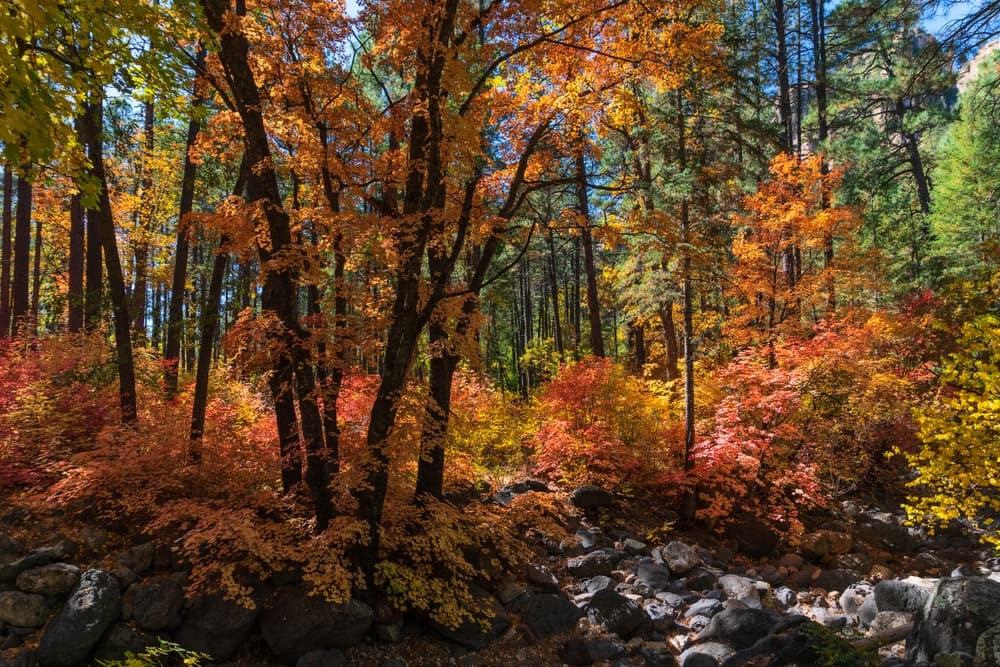 Autumn foliage of vibrant orange and red trees surrounds a rocky creek in a forest.