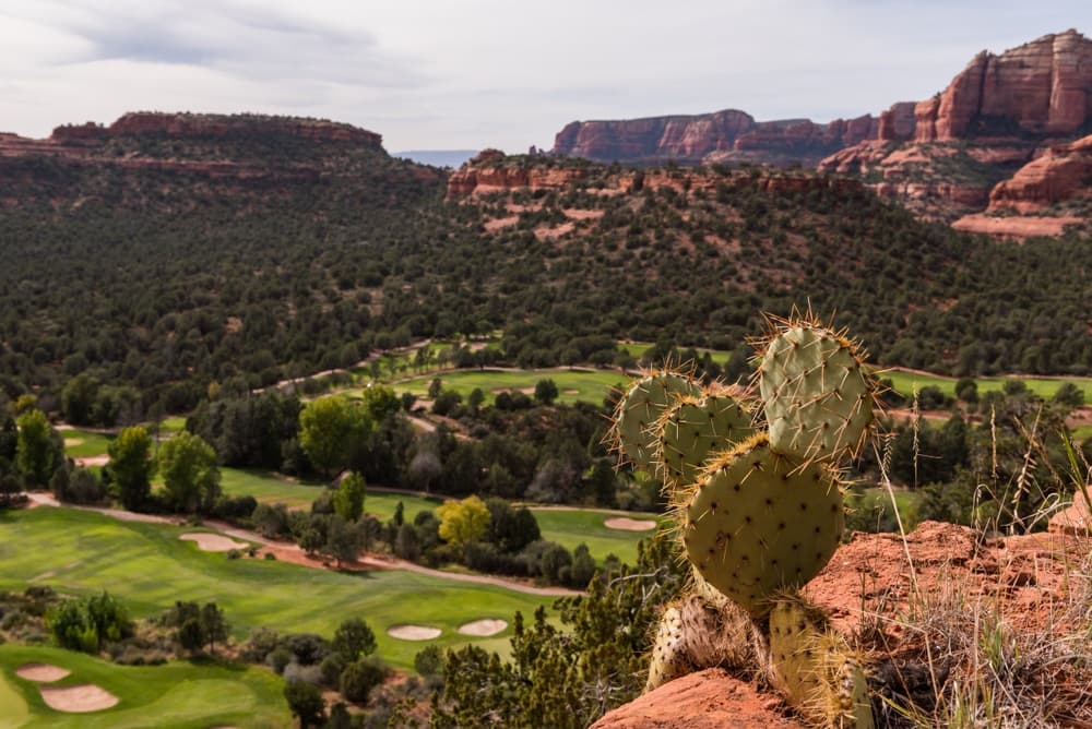 A cactus sits atop a rocky ledge overlooking a lush golf course and rolling hills.