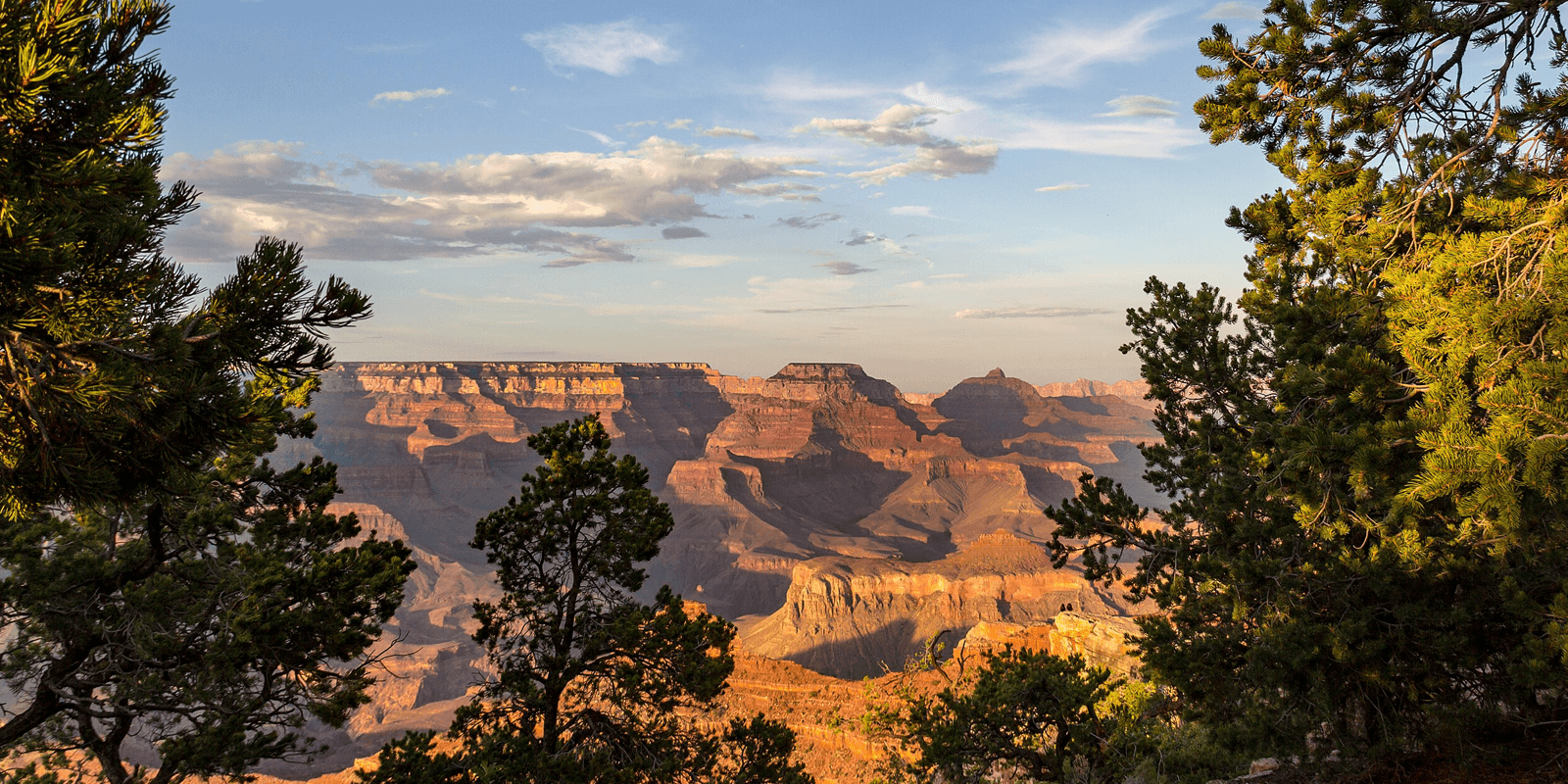 A view of the Grand Canyon framed by pine trees under a clear sky.