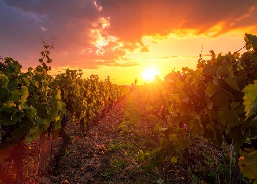 Rows of grapevines stretch across a vineyard at sunset, with golden light shining between the vines under a dramatic orange and pink sky Rows of grapevines stretch across a vineyard at sunset, with golden light shining between the vines under a dramatic orange and pink sky