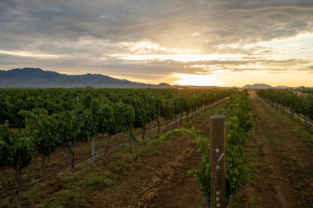 Sunrise over a vineyard at one of the many great Sedona Wineries on the Verde Valley Wine Trail