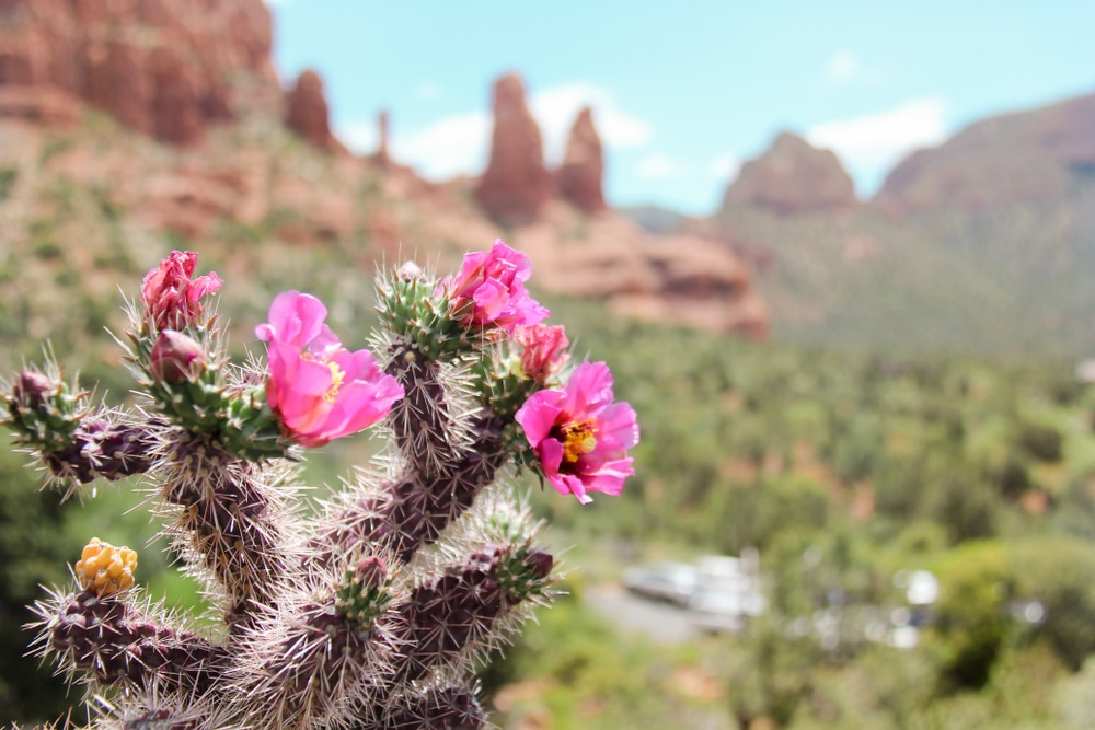 With beautiful flower blooms on cacti like this, it's easy to see why spring is the best time to visit Sedona