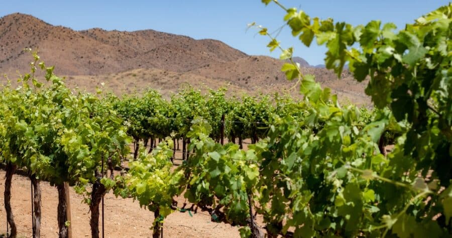 One of the best ways to explore Arizona's amazing wineries is with Sip Sedona Wine Tours. Better yet, they offer door-to-door service! Vineyard in Arizona
